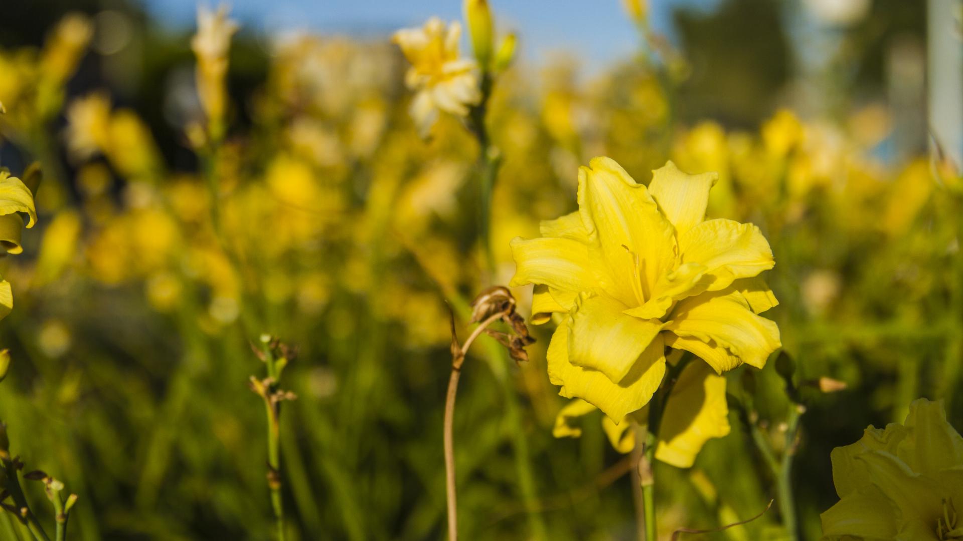 A field of yellow flowers in the sun.